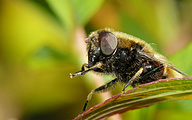 Bumblebee Hoverfly (Female, Eristalis intricaria)